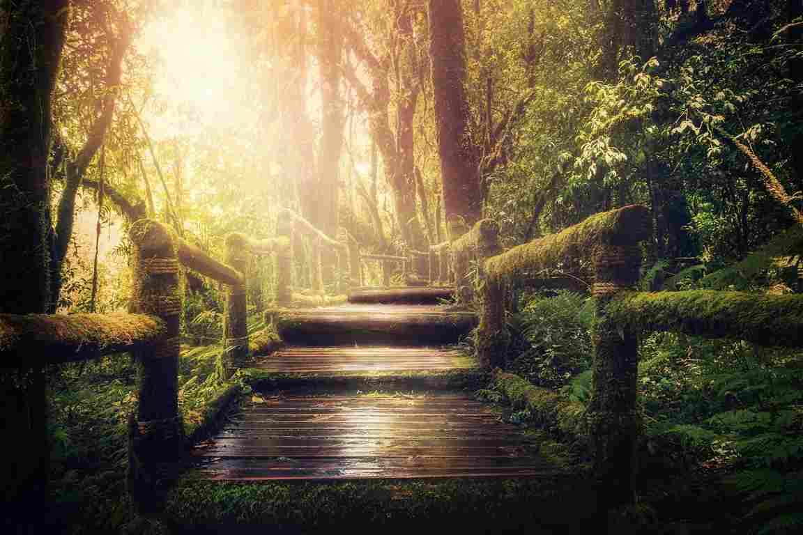 A wood-plank walkway with moss-covered side rales into a lush rainforest